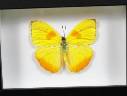 Orange-Barred-Sulphur-Butterfly
