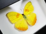 Orange-Barred-Sulphur-Butterfly