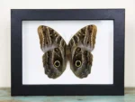 Owl Butterfly in a Frame