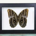 Owl Butterfly in a Frame