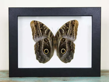 Owl Butterfly in a Frame