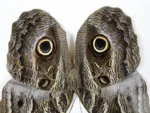 Owl Butterfly in a Frame