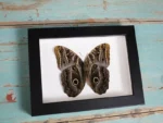 Owl Butterfly in a Frame