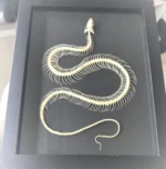 The Dance of the Painted Bronzeback Snake