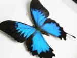 The Ulysses Butterfly: A Jewel of the Tropics