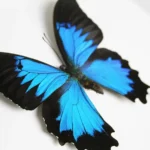The Ulysses Butterfly: A Jewel of the Tropics