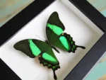 Papilio palinurus Butterfly in a Black Frame
