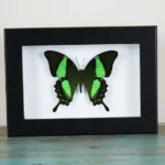 Papilio palinurus Butterfly in a Black Frame