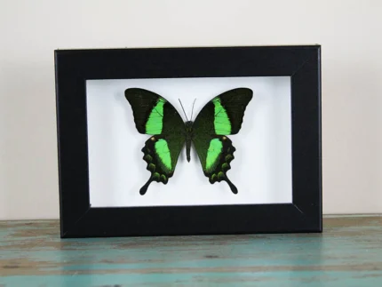 Papilio palinurus Butterfly in a Black Frame
