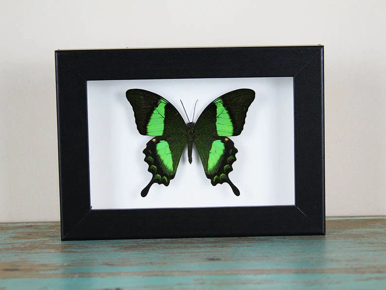 Papilio palinurus Butterfly in a Black Frame
