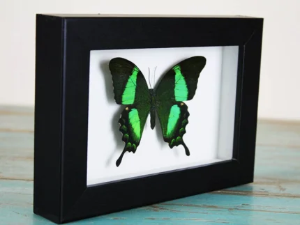 Papilio palinurus Butterfly in a Black Frame