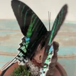 Peacock Moth Glass Dome Mounted Framed Butterfly