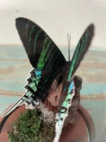 Peacock Moth Glass Dome Mounted Framed Butterfly