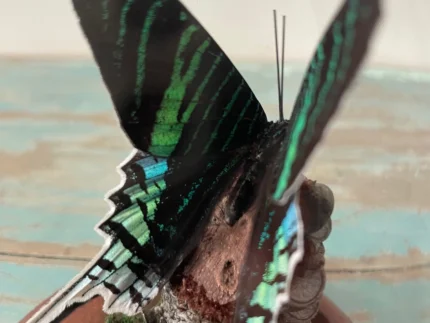 Peacock Moth Glass Dome Mounted Framed Butterfly
