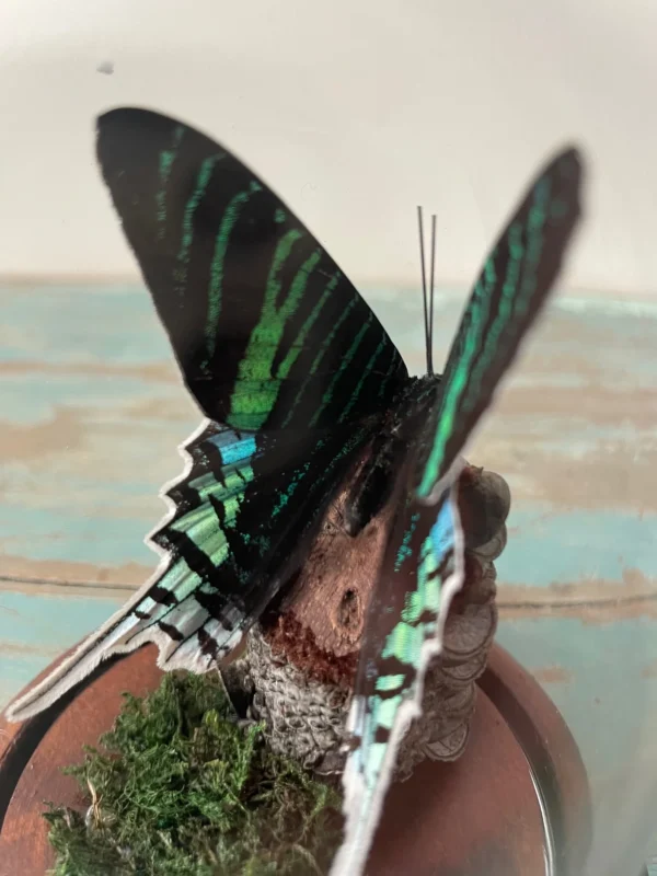 Peacock Moth Glass Dome Mounted Framed Butterfly