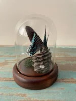 Peacock Moth Glass Dome Mounted Framed Butterfly