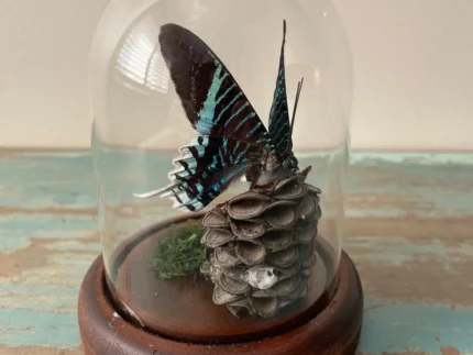 Peacock Moth Glass Dome Mounted Framed Butterfly
