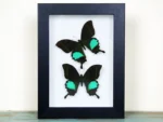 Peacock-paris-Butterfly-sale-in-a-frame