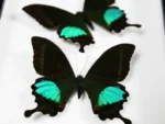 Peacock-paris-Butterfly-sale-in-a-frame