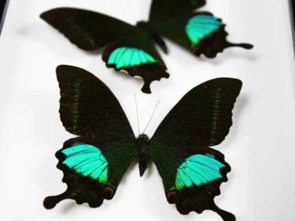Peacock-paris-Butterfly-sale-in-a-frame