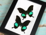 Peacock-paris-Butterfly-sale-in-a-frame