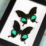 Peacock-paris-Butterfly-sale-in-a-frame