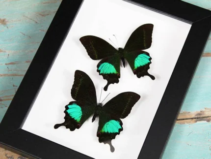 Peacock-paris-Butterfly-sale-in-a-frame