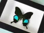 Peacock-paris-butterfly in-a-frame