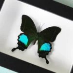 Peacock-paris-butterfly in-a-frame