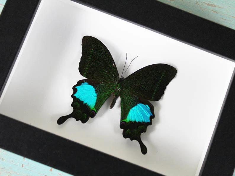 Peacock-paris-butterfly in-a-frame