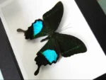 Peacock-paris-butterfly in-a-frame