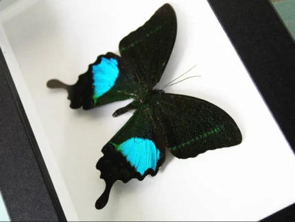 Peacock-paris-butterfly in-a-frame