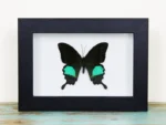 Peacock-paris-butterfly in-a-frame