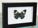 Framed Red Cracker butterfly