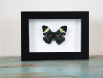 Framed Red Cracker butterfly