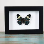 Framed Red Cracker butterfly