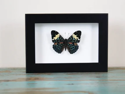 Framed Red Cracker butterfly
