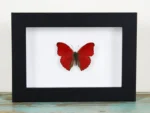 Red glider butterfly in a frame