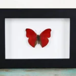 Red glider butterfly in a frame