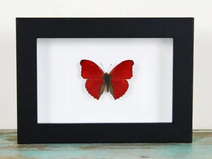 Red glider butterfly in a frame