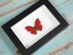 Red glider butterfly in a frame