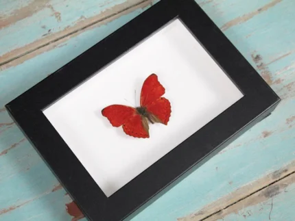 Red glider butterfly in a frame