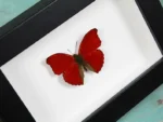 Red glider butterfly in a frame
