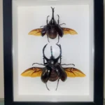 The Noble Duo of Stag Beetles