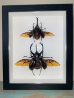 The Noble Duo of Stag Beetles