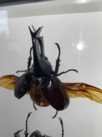 The Noble Duo of Stag Beetles - Image 2