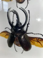 Rhinoceros beetles in a frame