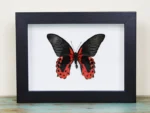 The Passionate Scarlet Mormon Frame - Image 2