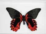 Scarlet Mormon Butterfly in a Frame