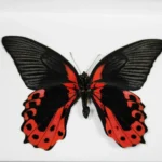 Scarlet Mormon Butterfly in a Frame